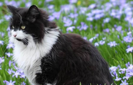 猫认识主人吗?如果猫咪有这几种表现，就说明猫咪已经认定你