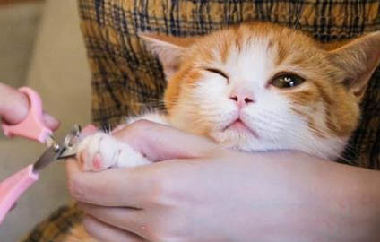 猫咪吐红色的水是怎么回事