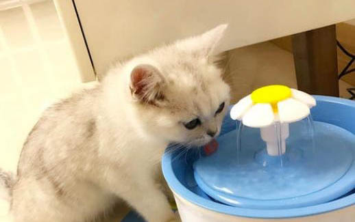 猫咪喜欢你的四个表现