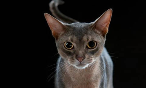 猫咪流眼泪流鼻涕是怎么回事