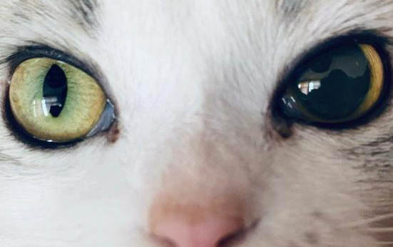 猫绦虫吃什么药彻底清理干净