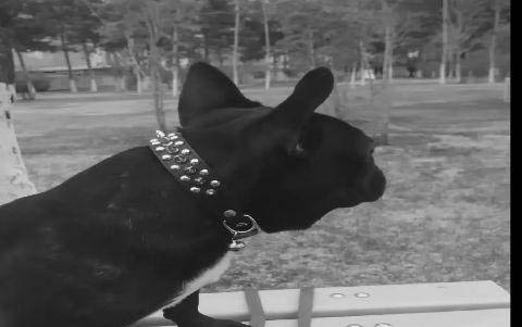 狗粮多少钱一袋