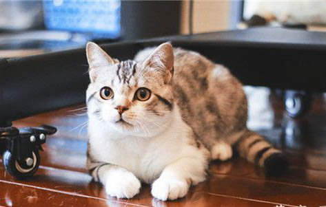 猫打疫苗多久一次