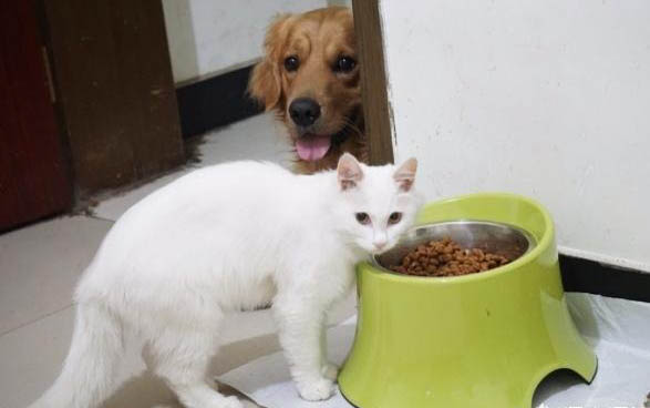 从来不尿床的猫咪突然尿床