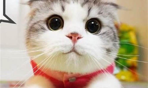 猫不吃东西还有点呕吐的原因及处理方法