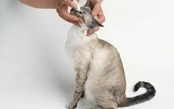 小猫长眼屎怎么回事