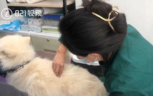体味小不掉毛安静的狗