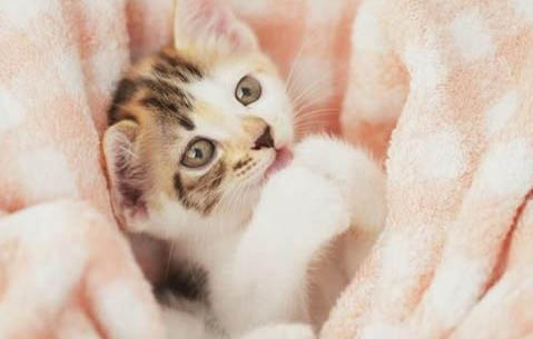 家里三天没人,猫可以自己生活吗