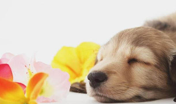 如何判断幼犬几个月了