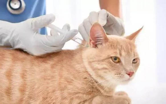 猫口吐白沫怎么办简单方法怎么办