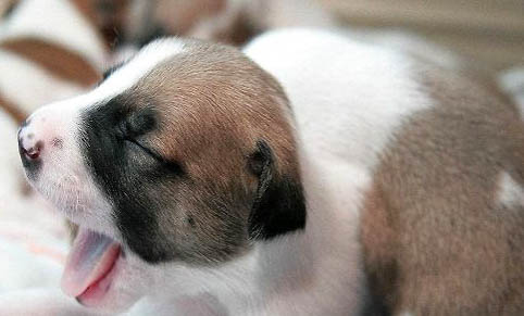 拉布拉多犬幼犬多大训练大小便