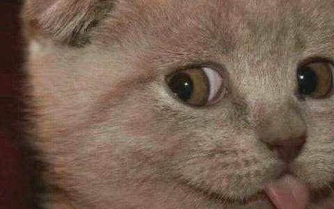 小猫总是打喷嚏是怎么回事