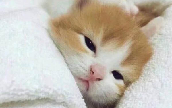 猫有口臭有口水是什么原因