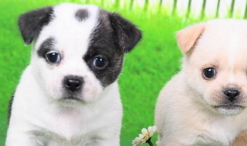 幼犬特别爱喝水要控制吗