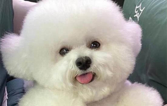 狗吃错东西呕吐怎么办?狗狗吃错了东西怎么办