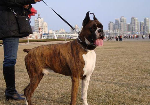 拳师犬吐清水的原因及处理方法