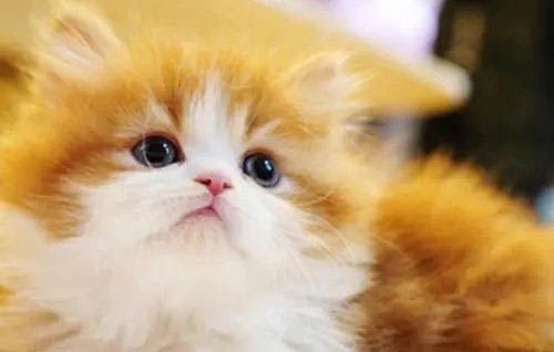 拿破仑猫矮脚猫价格