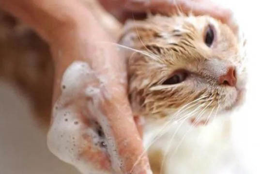 猫腹水早期症状有哪些