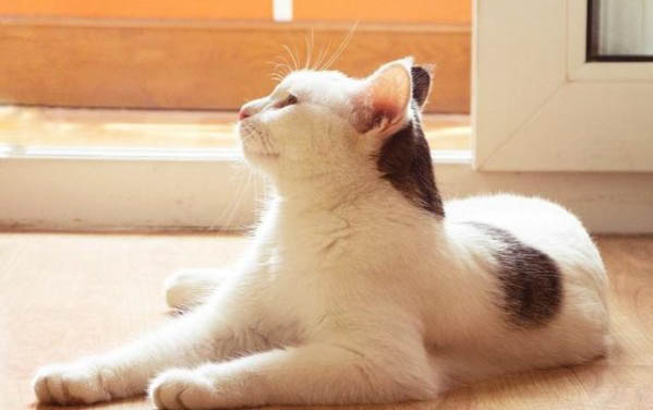 猫咪为什么早上老是叫唤呢