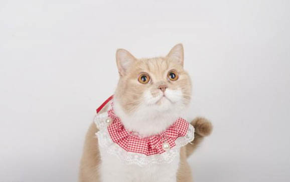 猫吐白沫拉稀的原因及处理方法