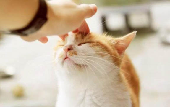 猫癣需要隔离吗