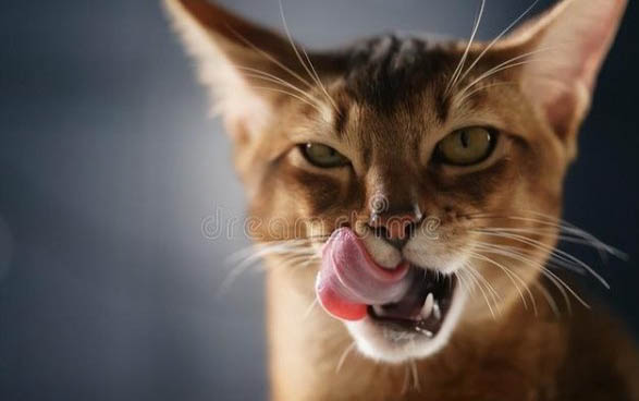 小猫睁眼睛要多久