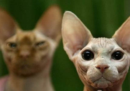 加拿大无毛猫尿闭：原因、处理和注意事项