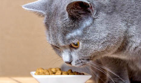 小猫咪几个月可以吃猫粮