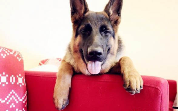 瑞士牧羊犬禁养吗