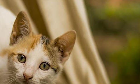 为什么围绕猫经常打喷嚏咳嗽？