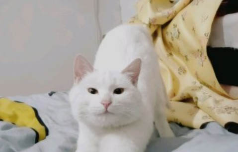 猫粮变质如何辨别