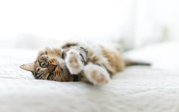 两个月大的小猫会主动吃猫草吗