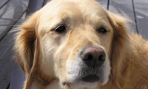 如何训练金毛幼犬