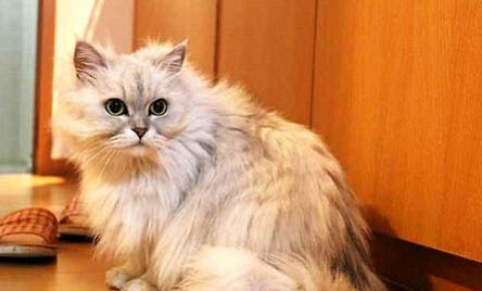 金吉拉猫为什么不能养