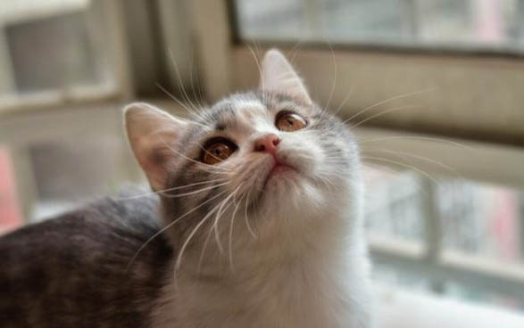 小猫为什么会有浓眼屎