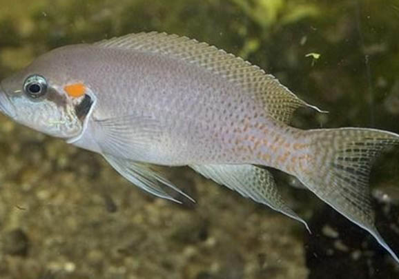 十大养不死的热带鱼有哪些
