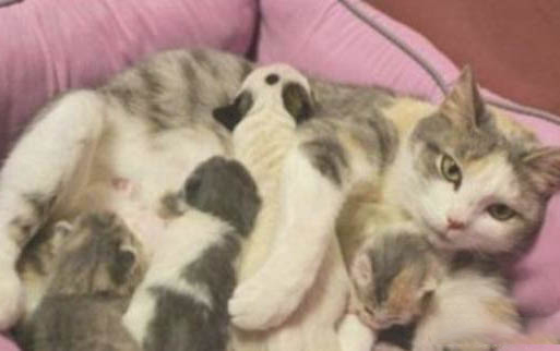猫咪有点感冒打喷嚏怎么办