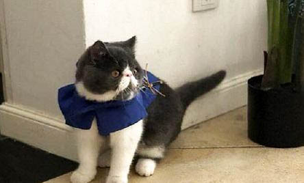 猫咳嗽呕吐检查什么原因