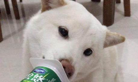 狗狗身上有寄生虫怎么办