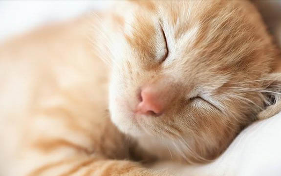 两个月小猫咪用吃化毛膏吗