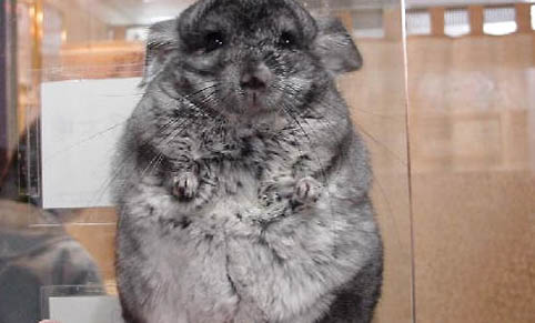 龙猫老了怎么办
