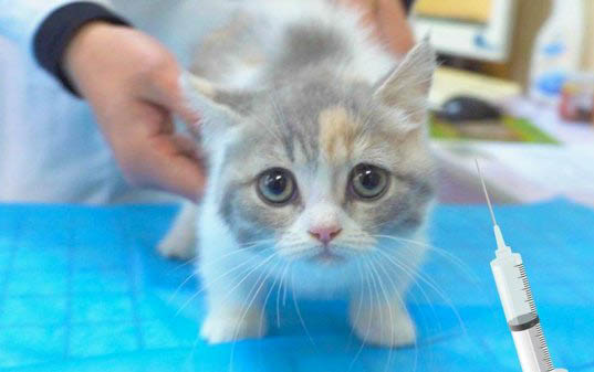 猫藓治疗方法