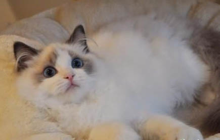 猫舍一般卖多大的猫