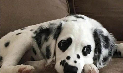 两只幼犬可以一起养吗