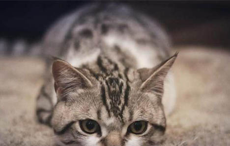 日本短尾猫多少钱一只