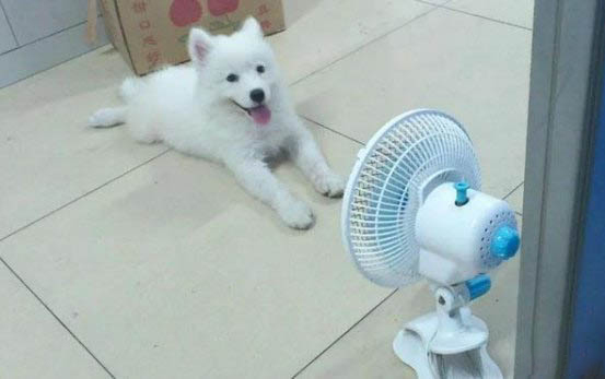如何网上领养狗狗