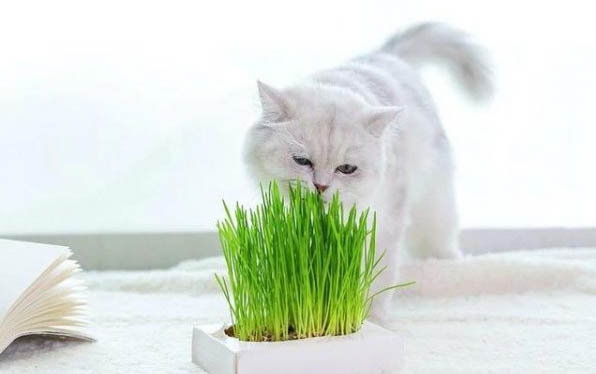 小猫晚上叫,不理它可以吗?这几个办法,能快速安抚小猫咪!