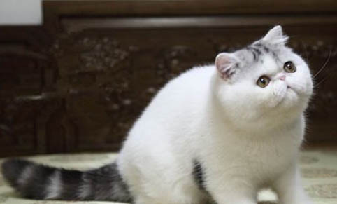 2个月小猫得了猫瘟存活率高吗为什么