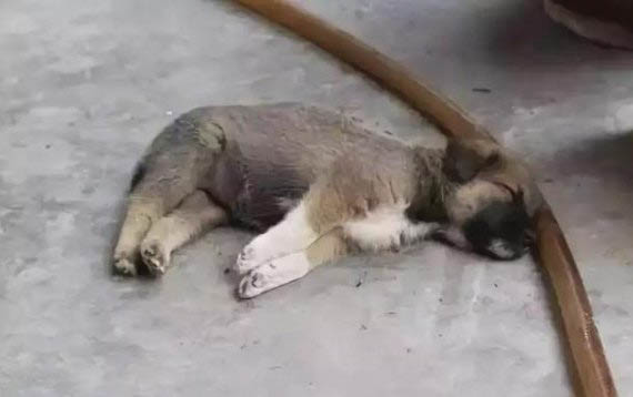 如何科学养狗推荐狗粮给狗吃