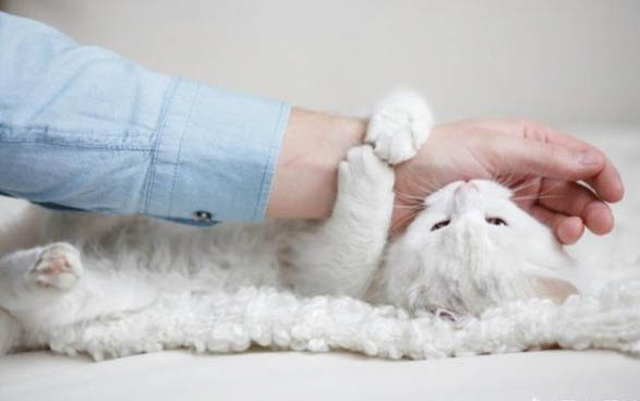 猫口炎的初期症状是什么